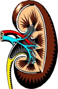 The results of the BUN/Creatinine ratio are heavily dependent on the kidneys. 