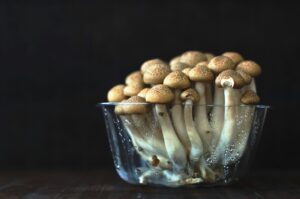 Psilocybin Mushrooms